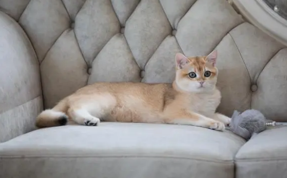 猫咪益生菌的正确吃法，请看下文