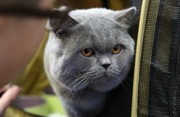 「绊运猫舍」猫干扰素最多能打几天