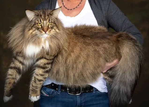 挪威森林猫不喜欢洗澡？掌握这些方法就可以啦~