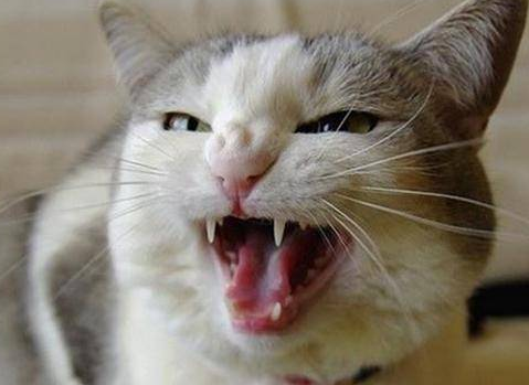 猫咪口炎打干扰素管用么 