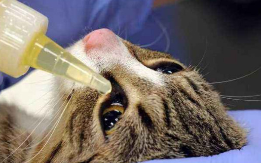 猫能用人的眼药水吗？说了你别不信