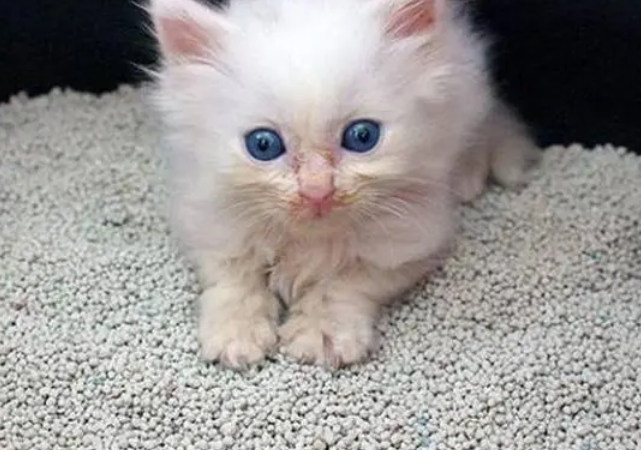 带你解密，猫砂是什么时候发明的？