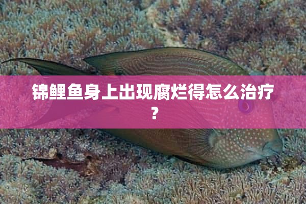 锦鲤鱼身上出现腐烂得怎么治疗？