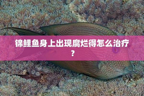 锦鲤鱼身上出现腐烂得怎么治疗？