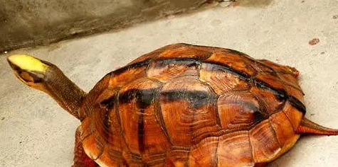 三线闭壳龟如何饲养？
