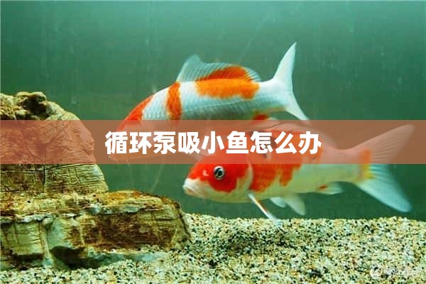 循环泵吸小鱼怎么办