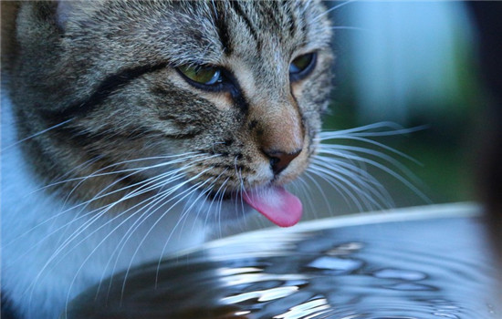 这四种水果猫咪不能吃 喂食猫咪一定要把籽去了