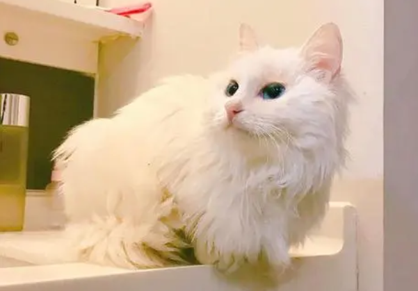 土耳其梵猫拉肚子怎么办？治疗方法是什么？