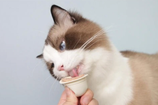 猫咪不吃猫粮怎么办？只吃零食可不太行！