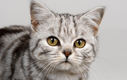 带你了解：猫咪眼睛变色的过程是咋样的？