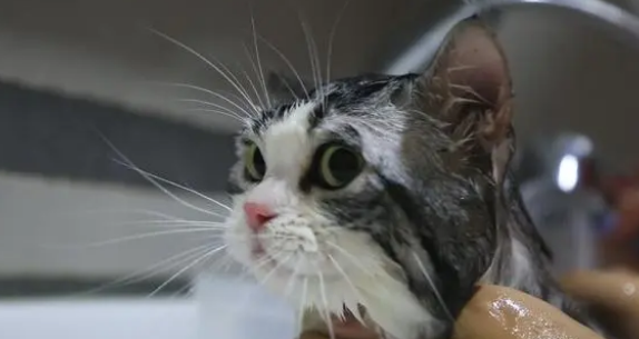 新手如何给猫洗澡？这里有最详尽的方法给到你
