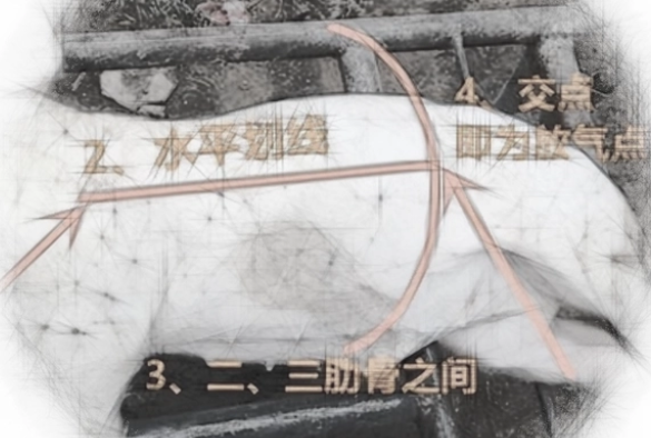 林可霉素—被养猪户低估的好药