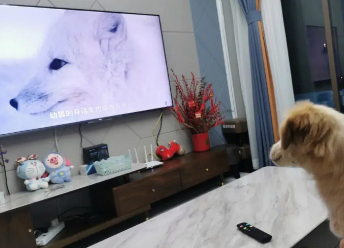 专门给狗看的电视是什么，有没有想知道的？