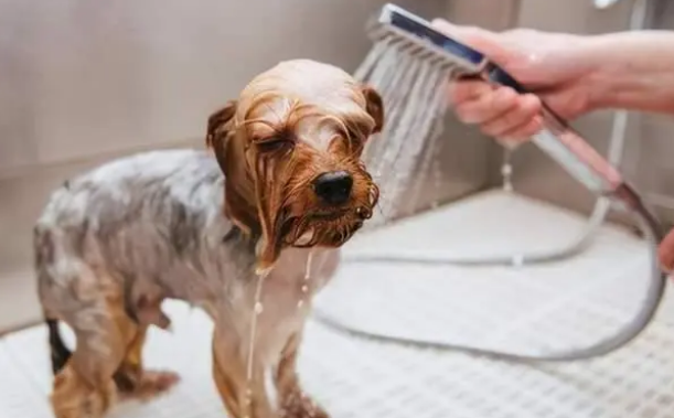 狗狗冬天多久洗一次澡好？这几个误区，劝你别犯！