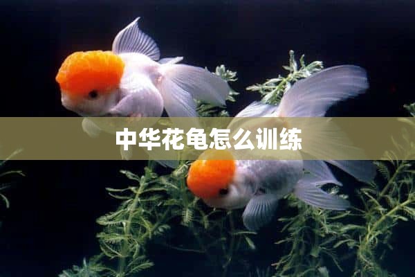 中华花龟怎么训练