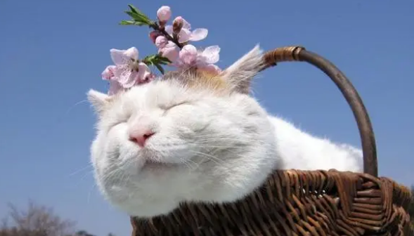 猫咪体内外驱虫与疫苗洗澡—新手养猫必学手册