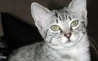 被埃及猫抓伤怎么办？不清楚的赶紧看看！