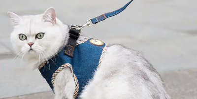 三种可以遛的猫分别是哪些？