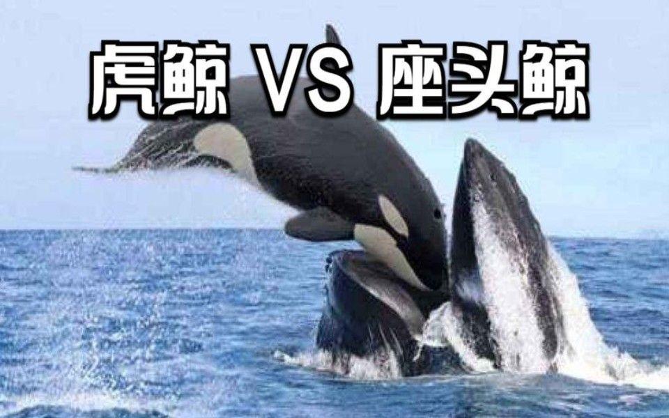  虎鲸遇到对手了？座头鲸为何追着虎鲸锤？