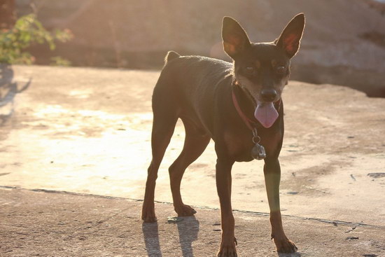 小鹿犬好养吗,小鹿犬(迷你杜宾犬)适合什么人养-是宠网