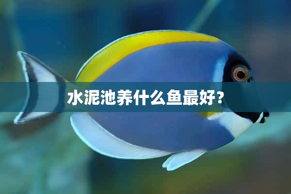 水泥池养什么鱼最好？