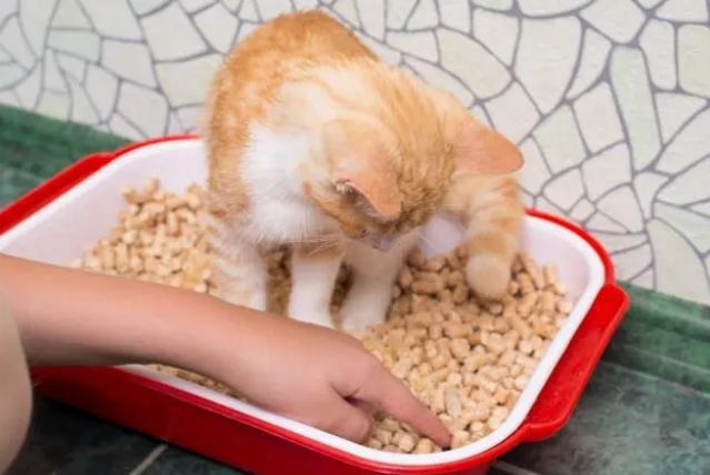 铲屎的时候猫一直在旁边？其实是这几个原因