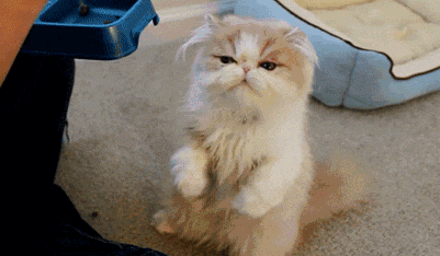 养宠知识：猫吃营养膏吃上瘾了，猫咪看见营养膏上瘾