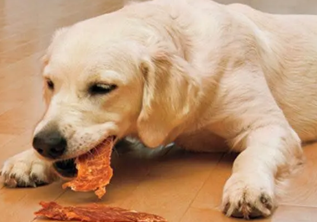 给狗狗“吃零食、挑零食”讲究多，这4个误区千万别碰