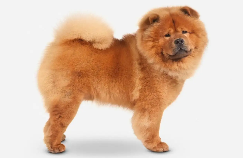松狮犬毛发怎么修理？感兴趣的朋友可以学一下哦~