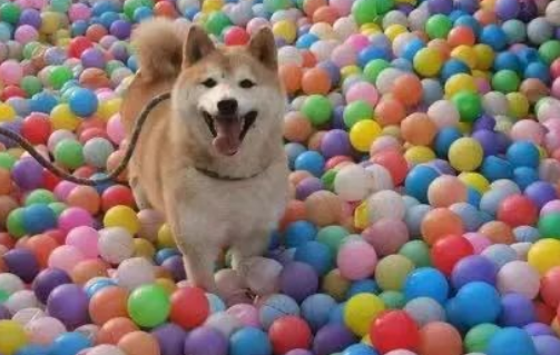 消失的主人，拍卖的16万，一只网红柴犬被遗弃的半生