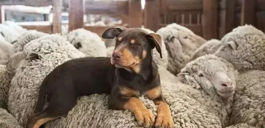 一只不会在羊身上奔跑的狗，不是好的牧羊犬！