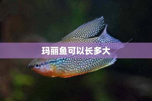 玛丽鱼可以长多大