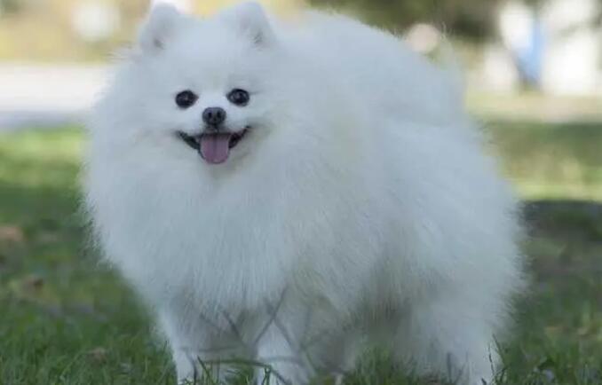博美犬乱咬东西，你弄清楚原因了吗？