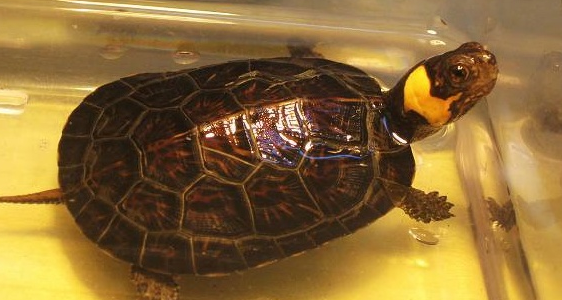 牟氏水龟的生活环境是什么样的？