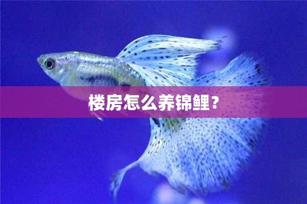 楼房怎么养锦鲤？