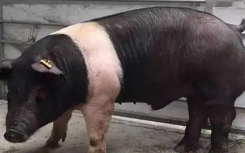 原产美国的汉普夏猪有什么优缺点？一文替你解答！