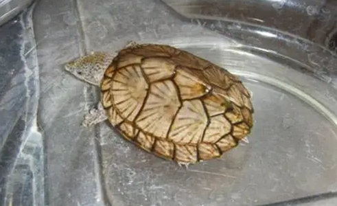 冬眠过后，刀背麝香龟不吃不喝的原因找到了！