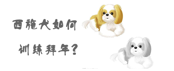 训练西施犬