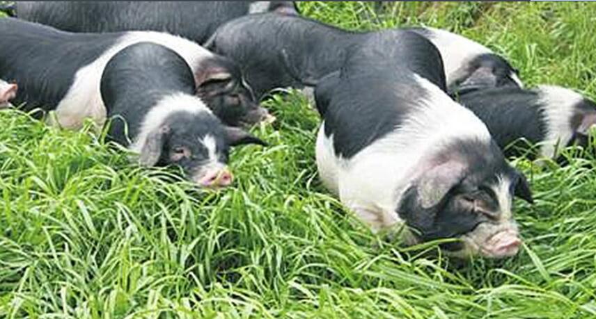 藤田花猪——肉脂兼用型的地方优良猪种
