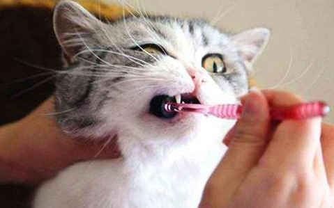 猫咪口炎打干扰素管用么 