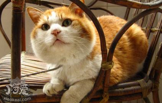 猫咪死后身体多久变硬 该怎么处理猫咪的尸体