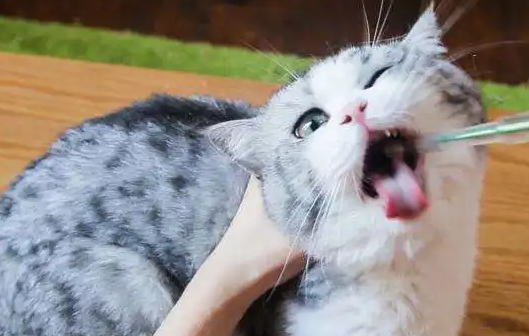 小猫什么时候可以做驱虫？这里有答案