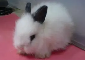 西施兔耐热吗？感兴趣过来看看