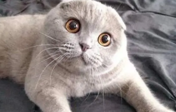 猫咪需要猫窝，买不买并不是价钱的问题