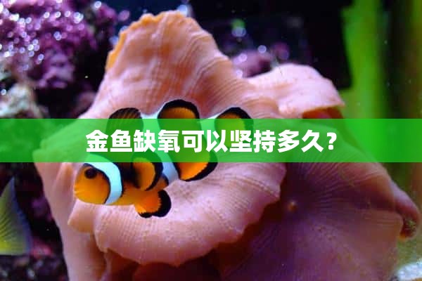 金鱼缺氧可以坚持多久？