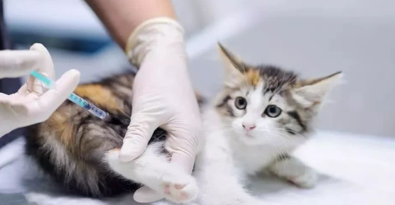 怎么看猫有没有打过疫苗？一文给你答案