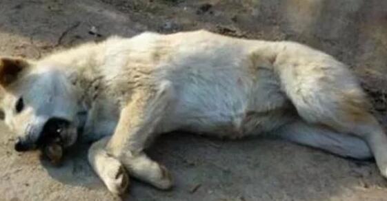 狗狗为什么不能喂骨头？原因有以下几点