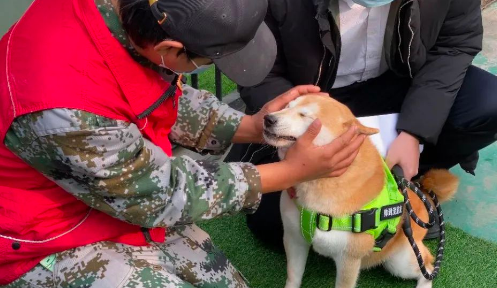 消失的主人，拍卖的16万，一只网红柴犬被遗弃的半生