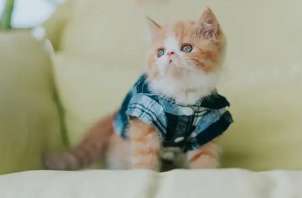 给猫咪饲喂鱼油的好处及注意事项
