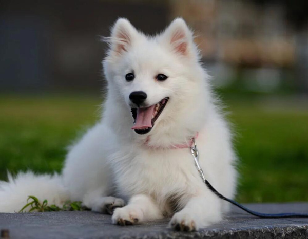 日本银狐“仙女犬”，机灵可爱又黏人，你心动了没？